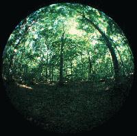 Picture for song 'Passing' by artist 'Dogs in the Trees'