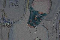 Picture for song 'street banger' by artist 'domestic terrorists'