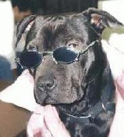 Picture for song 'Brother' by artist 'Dominance(UK)'