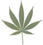 Picture for song 'My Lifestyle' by artist 'Don Juan'