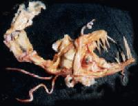 Picture for song 'b Op zoom' by artist 'Dont Panic'