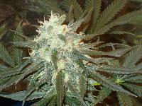 Picture for song 'Smokin Bomb' by artist 'DooMzDay ProDucTioNz'