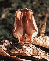 Picture for song 'Ljuger' by artist 'Dorty'