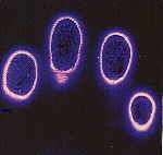 Picture for song 'Earth' by artist 'Dos Diablos'