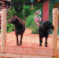 Picture for song 'Rolling with the Dogs' by artist 'Douglas Marsh'