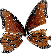 Picture for song 'Butterflies Die Too' by artist 'Doug Lewis'