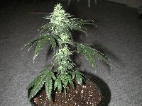 Picture for song 'I Want You' by artist 'DRAKE - Chaos Reign'