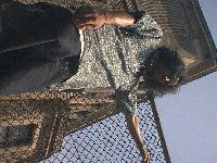 Picture for song 'Mischevious' by artist 'Drelabz'
