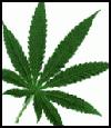 Picture for song 'so blazed. (mainstream radio)' by artist 'drop point productionz'
