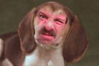 Picture for song 'Angry Drop D backing track' by artist 'Drunken Nazi'