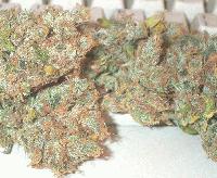 Picture for song 'Burnt Thumb Syndrome-G Foo Riddim' by artist 'DUST DEM OUT ENTERTAINMENT'