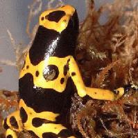 Picture for song 'DZK - Chant of the Poison Toad' by artist 'DZK'