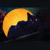 Picture for song 'Black Cat' by artist 'Earthscry'