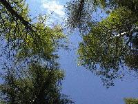 Picture for song 'Skyward' by artist 'Earth Songs'