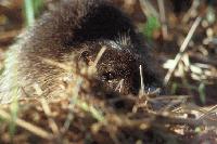 Picture for song 'Evil Muskrat' by artist 'Ebest Gazine'