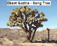 Picture for song 'Song Tree' by artist 'Ebest Gazine'