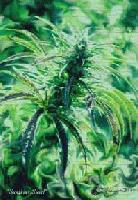 Picture for song 'Drink and Smoke' by artist 'Edvance'