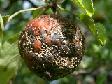 Picture for song 'RoTTen Apple ENY' by artist 'EE'