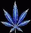 Picture for song 'Rollin' by artist 'El Azteca Lil Joe'