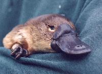 Picture for song 'el clon - my very own platypus' by artist 'el clon'