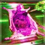 Picture for song 'A needle for your eye' by artist 'El Corno del Fanyulo'