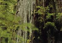 Picture for song 'A Leaf Swirls' by artist 'Elder Green'