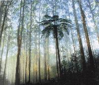 Picture for song 'Body Echoes' by artist 'Elder Green'