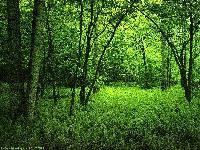 Picture for song 'Jack's Blazing Anthem' by artist 'Elder Green'