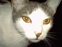 Picture for song 'Catch My Breath' by artist 'ELECTRIC MANGO'