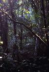 Picture for song 'Garden of Eden (Part 3)' by artist 'Electric Monk'
