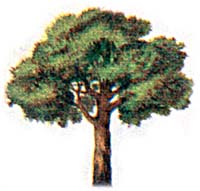 Picture for song 'Ambiguity' by artist 'Elegy'