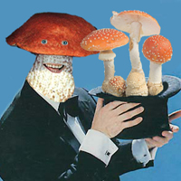 Picture for song 'Magic Mushrooms' by artist 'Eleven'