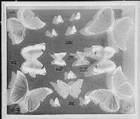 Picture for song 'Veur 'n knepke de broak oet' by artist 'Ellende'