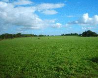 Picture for song 'Fields of Peace Sampler' by artist 'Elusive Mr Hatchard'