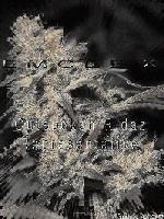 Picture for song 'Tha Untouchable' by artist 'EmCx'