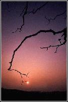 Picture for song 'Withered Branch' by artist 'EngLebuRt'