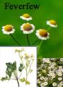 Picture for song 'Feverfew' by artist 'Enjawy'