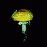 Picture for song 'Mind Chiller' by artist 'Enois'