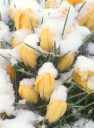 Picture for song 'Aconite' by artist 'Eric Murchie-Beyma'