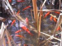 Picture for song 'Simon's Song' by artist 'Ethnic Clerks'