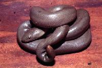 Picture for song 'The Dharma of the Rubber Boa' by artist 'Ethnic Clerks'