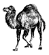 Picture for song 'Camel Hump' by artist 'Evil Keith'