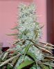 Picture for song 'These Drugs' by artist 'EVILSIDE RECORDS'