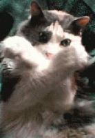 Picture for song 'Say I' by artist 'Ewan'