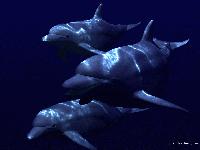 Picture for song 'Ride with the Dolphin ( Club Edit )' by artist 'Excess Project'