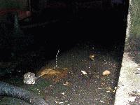 Picture for song 'Asked' by artist 'Existential Dilemma'