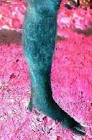 Picture for song 'pissing down your leg (version 2)' by artist 'e yard'