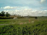 Picture for song 'Ethnoplastic' by artist 'Face'