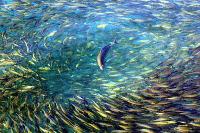 Picture for song 'Sunderwater' by artist 'Face'