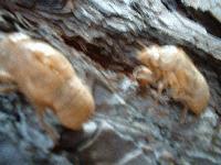 Picture for song 'And Here, Where It Is Overgrown With Thorns' by artist 'Failure to Comply (US)'